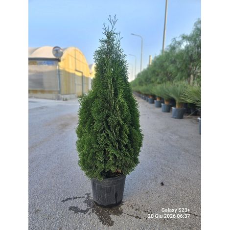 THUJA OCCIDENTALIS SMARAGD VASO 30