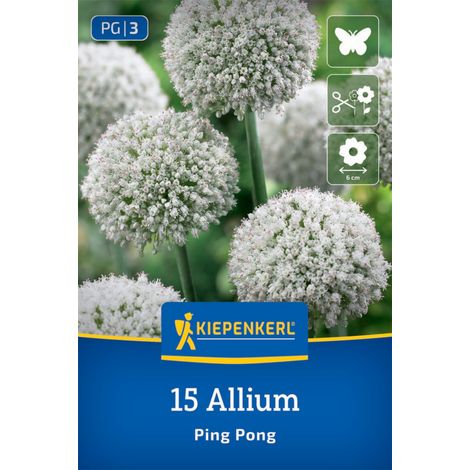 Kiepenkerl Herbstblumenzwiebel Zierlauch Allium Ping Pong 15 Stück (1/2)
