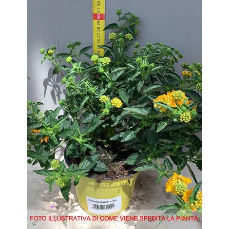 Stock Lotto 10 Lantana sellowiana gialla/arancio - Pianta Strisciante Vaso 14 Foto Reali