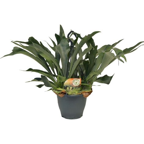 Fougère Corne de Cerf Platycerium Bifurcatum - Plante d'Intérieur Tropicale - Ø21 cm - H 50 cm - PANGIVO (1/4)