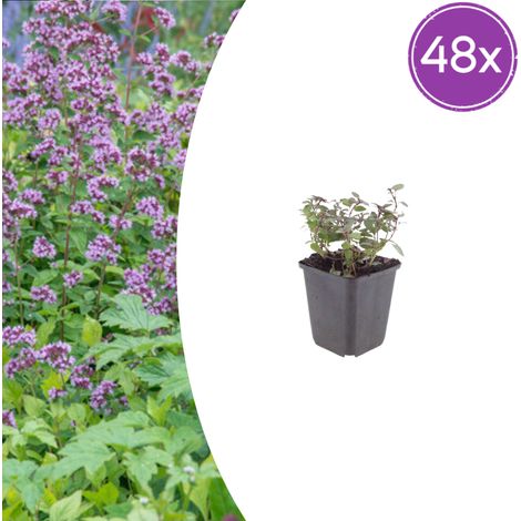 Lot de 48 Origanum laevigatum 'Herrenhausen' - Origan d'ornement Vivace Rose - Pot Ø 9 cm - PANGIVO (1/5)