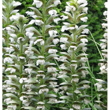 4 x Acanthus mol.  - Acanthus mollis 'Hollard's Gold'  - godet