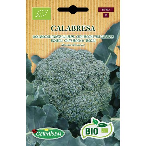 Graines Chou Brocoli vert Calabrais CALABRESA