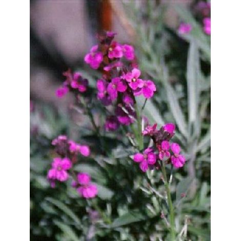 Giroflée, Vélar 'Bowles Mauve' Godet de 8/9 cm, PERSISTANT (1/4)