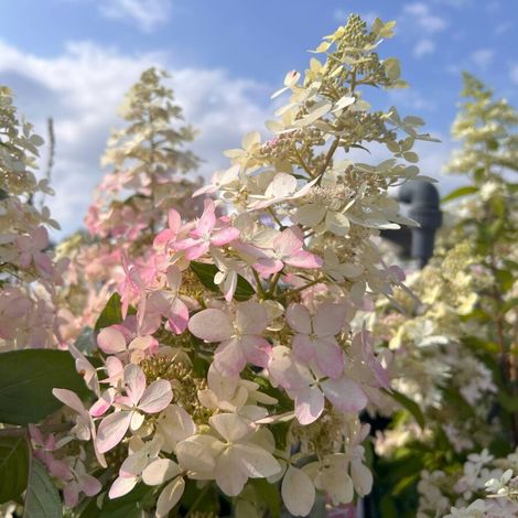 Gardenaria Ortensia - Hydrangea Paniculata 'Confetti' - Pianta acidofila ornamentale da esterno - Altezza: 40/50 cm (vaso19) (1/2)