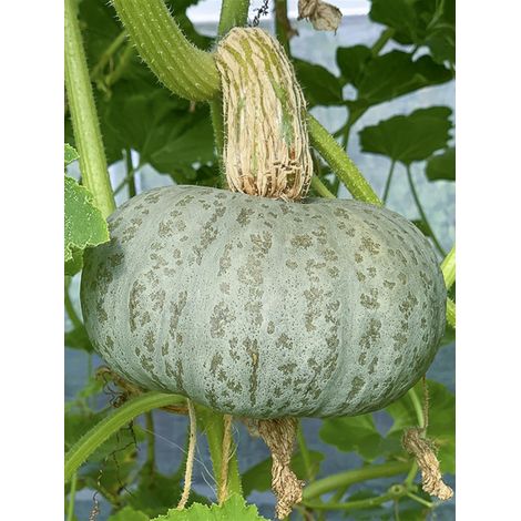Potiron 'Blue Kuri' le sachet de 15 graines (1/2)