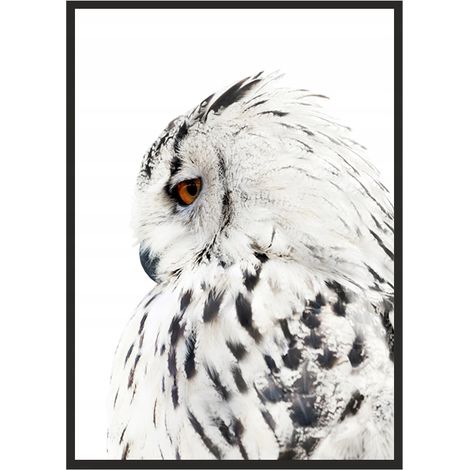 CUADRO, PÓSTER ENMARCADO 73x53 cm Búho P508 (1/4)