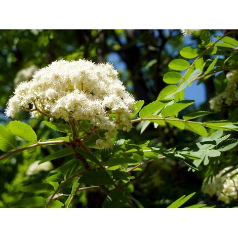 Semillas de Fresno de Flor. Fraxinus Ornus. 250 Gramos