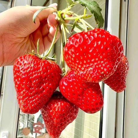 Gariguette-Erdbeeren, 100 Stück – Duftende Früchte – Balkonsamen