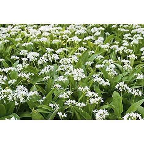 Ramsons, graines de Wild Garlic - Allium ursinum L. - 100 graines (1/5)