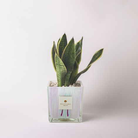 Sansevieria en pot cube en verre décoré Made in Italy Clio - Lilas