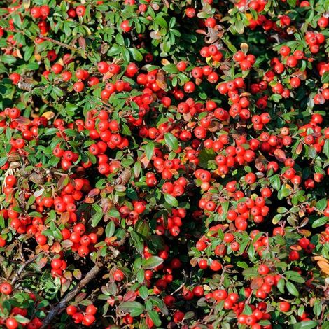 Cotonéaster de Franchet - Cotoneaster franchetii en Pot 7,5L 60/80cm (1/5)