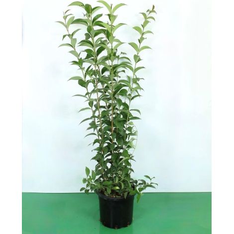 Ligustro "Ligustrum Ovalifolium" pianta da siepe in vaso 2 litri h. 100/110 cm