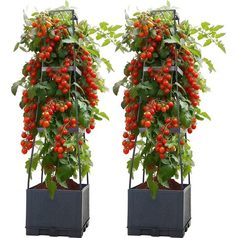 2 Pack Tomatenturm mit Rankhilfe (28×28×114 cm, 14 L), selbstbewässernder Pflanzenturm in Anthrazit. für Tomaten (1/5)