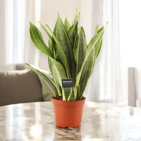 Gardenaria Sansevieria trifasciata aubry. 'Marlowe' - Pianta da interno ornamentale - Altezza: 45 cm (vaso 14) (1/4)