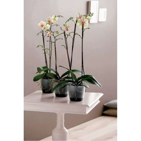 VASO ORCHIDEE BRUSSELS ORCHID 12,5CM TRANSPARENT (1/3)