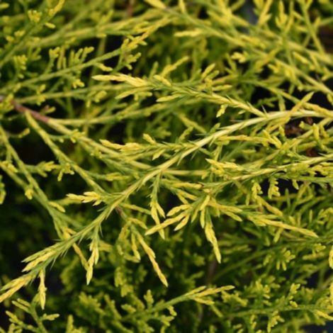 Genévrier 'Pfitzeriana Aurea' (Juniperus Pfitzeriana Aurea)