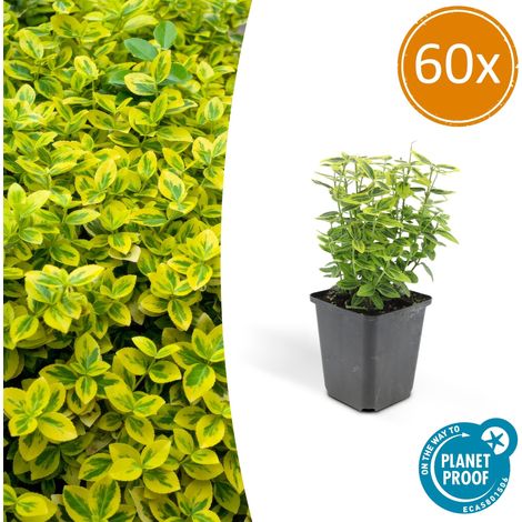 Lot de 60 Fusains de Fortune Emerald 'n Gold Arbuste Persistant Haie Basse 10-25 cm Ø 9 cm - PANGIVO (1/5)