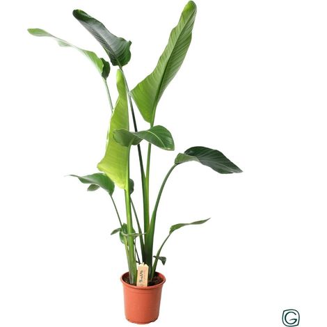 Strelitzia Nicolai Plante d’Intérieur Feuillage Tropical Pot 21 cm Hauteur 100 cm - PANGIVO