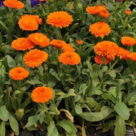 Graines de Souci (Calendula officinalis) 200 pcs – Floraison longue – Plante mellifère (1/4)