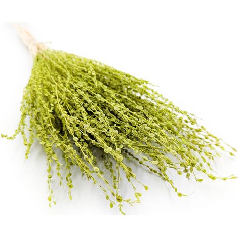Lepidium (Lepidium sativum) - Verde chiaro