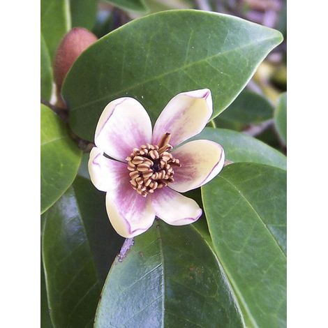 Magnolia banane Pot de 2L/3L (1/5)