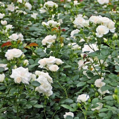 Gardenaria Rosa rampicante 'Aspirin Rose' - Rosa da giardino - Altezza: 180 cm (vaso 20) (1/4)