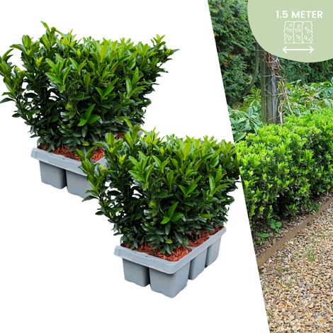 Lot de 12 Fusains du Japon Euonymus Green Spire - Haie Basse Persistante - Pot Ø 7 cm - H 15 cm - PANGIVO (1/5)