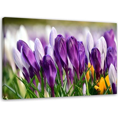 Tableau sur toile Fleurs de crocus Lila 100x70 (1/5)