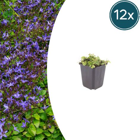 Lot de 12 Campanules des Balkans (Campanula poscharskyana) Couvre-sol Fleurs Bleu Violacé Ø 9cm - PANGIVO (1/5)