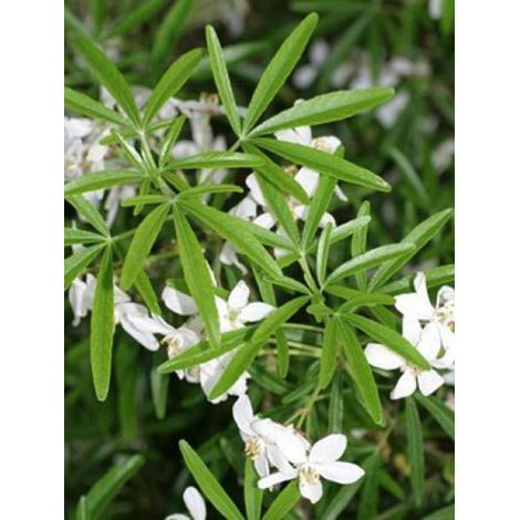 Oranger du Mexique 'Aztec Pearl' Pot de 2L/3L (1/3)