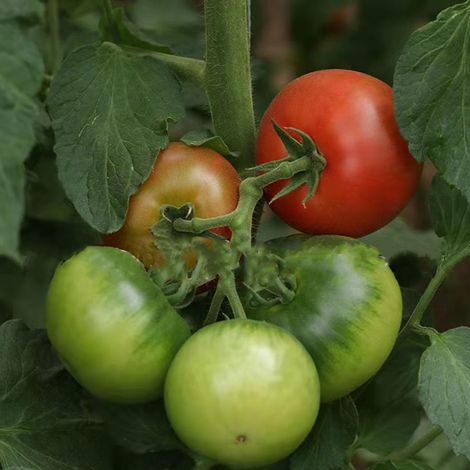 Environ 100 graines de tomates arc-en-ciel JI133300, distribuées par Yuqi. (1/5)