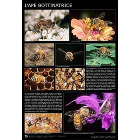 Poster fotografico  l'ape bottinatrice  cm. 60x90