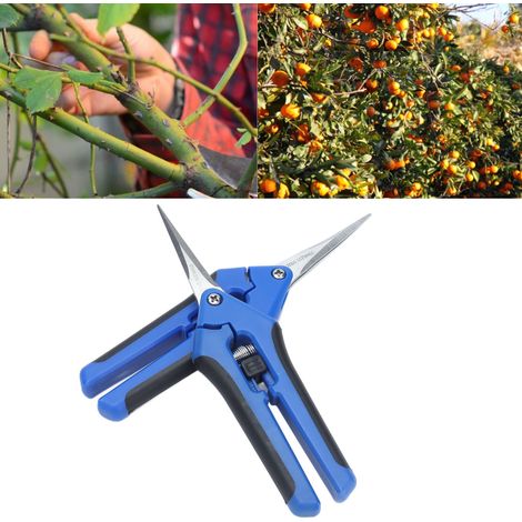 Sécateurs de jardin, sécateurs pour la récolte des fruits et des raisins, sécateurs pour la taille des arbres fruitiers, sécateurs à éclaircir droits et courbes en acier inoxydable (1/5)