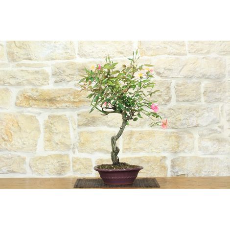 Bonsai di Rosa Mutabilis (1) (1/5)