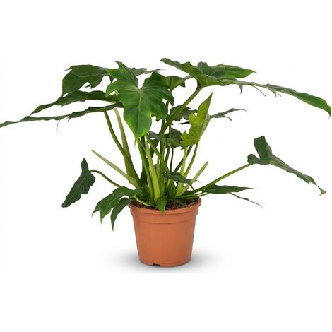 Philodendron Lacerum Plante d'Intérieur Tropicale aux Feuilles Découpées Vert Hauteur 65cm Pot 19cm - PANGIVO (1/5)