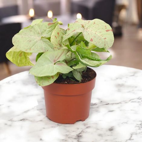 Gardenaria Syngonium 'Milk confetti' - Pianta da interno ornamentale - Altezza: 25 cm (vaso 12) (1/5)