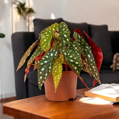 Gardenaria Begonia maculata - Pianta da interno ornamentale - Altezza: 20 cm (vaso 12) (1/5)