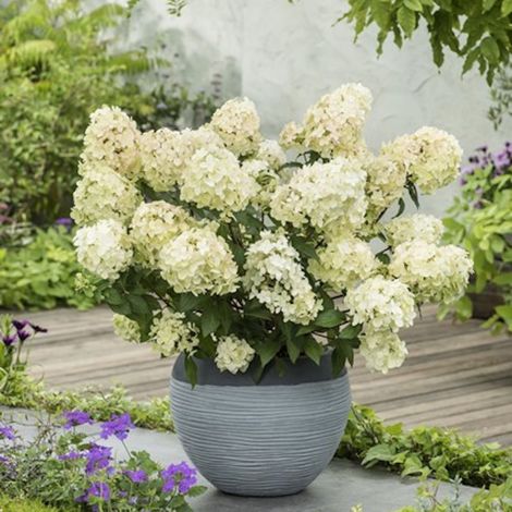 Hortensia paniculata PETITE® Star 'COUSTAR02', Hydrangea paniculata/Pot de 4L - 20/40 cm
