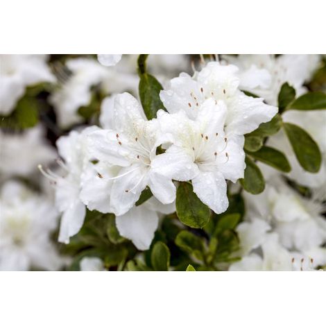 Japanische Azalee 'Diamant Weiß'® Rhododendron obt.'Diamant Weiß'  -R- C 2 15-  20