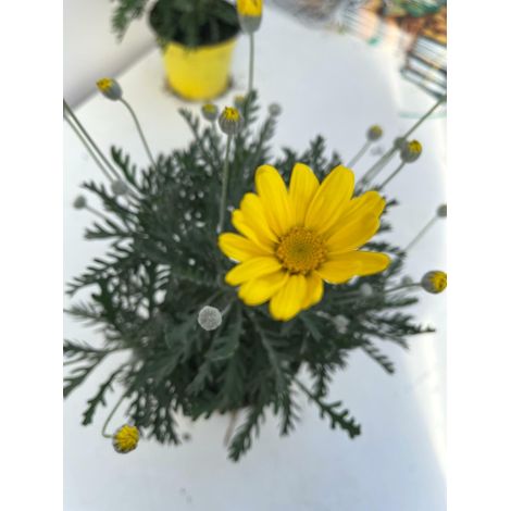 N.2 PIANTE DI EURYOPS  IN VASO 14 CM  FIORE GIALLO  (foto reali)