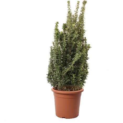 Euonymus Japonicus Benkomasaki - Evonimo Giapponese - Piante da Esterno da Siepe - H 100-125 cm Vaso Ø 30 cm