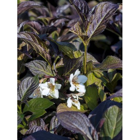 Weigela 'Ebony and Ivory' Pot de 7,5L/10L (1/3)