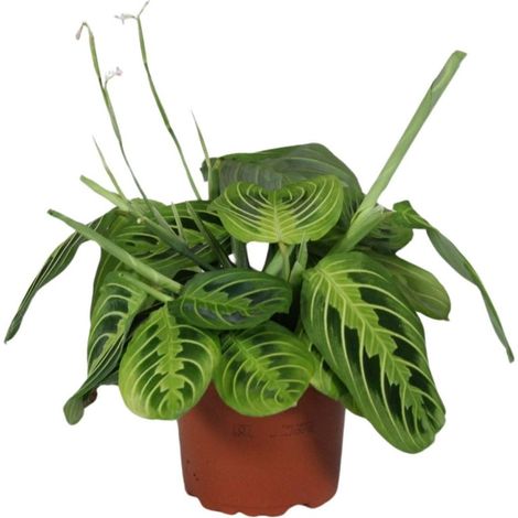 Maranta Leuconeura Fascinator Lemon Lime Plante d’intérieur Feuillage panaché H30 cm Pot 12 cm - PANGIVO (1/4)