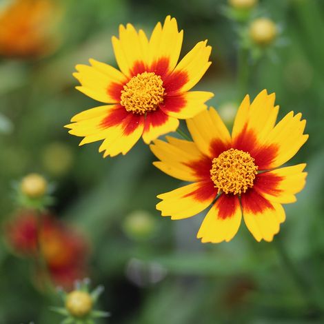 4 x Coreopsis little bang 'Daybreak' - godet 9x9 cm