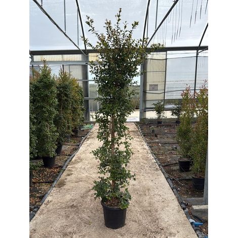 EUGENIA MYRTIFOLIA NEW PORT CESP.30