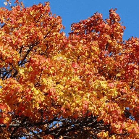 Erable à feuille de platane Cleveland, Acer platanoides/Pot de 15L - Tige 8/10