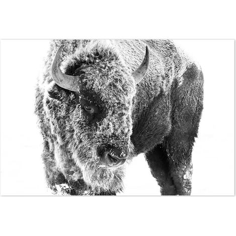 Affiche Bison dans la neige - 60x40cm - made in France (1/5)