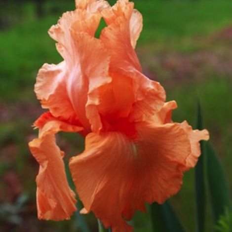3 Iris 'Tangerine' (1/5)