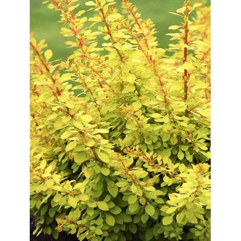 Épine-vinette de Thunberg 'Golden Carpet' Pot de 3L/4L